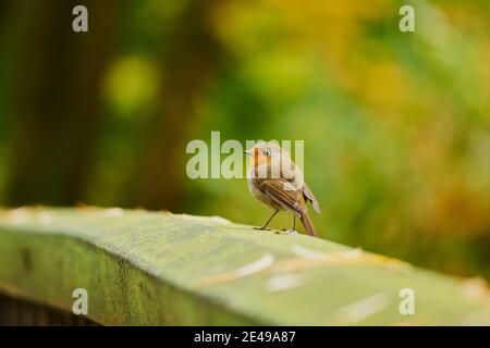 European Robin (Erithacus rubecula) siede lateralmente, in piedi su Deadwood, Baviera, Germania, Europa Foto Stock