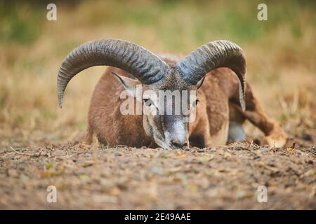 Mouflon europeo, Ovis orientalis musimon, adagiato in un prato asciutto, guardando la macchina fotografica, Baviera, Germania, Europa Foto Stock