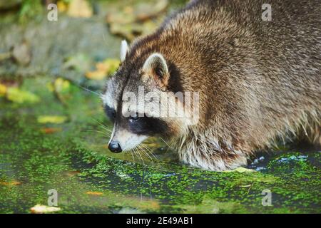 Raccoon, Procyon lotor, Shore, stand, Sideways, Baviera, Germania, Europa Foto Stock