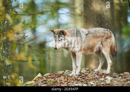 Timberwolf, Canis lupus lycaon, bordo della foresta, stand, laterale, Foto Stock