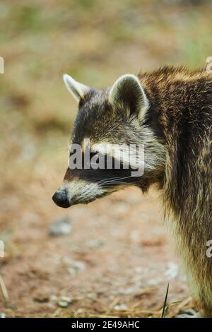 Raccoon, Procyon lotor, ritratto, laterale, in piedi, Baviera, Germania, Europa Foto Stock