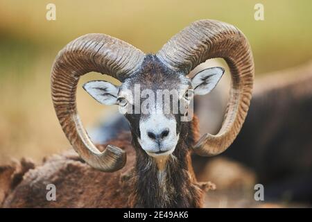 Mouflon europeo, Ovis orientalis musimon, ritratto, guardando la macchina fotografica, Baviera, Germania, Europa Foto Stock