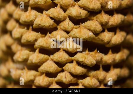 Cicad giapponese (Cycas revoluta) o palma di sago, palma di sago, infiorescenza, dettaglio, Germania Foto Stock