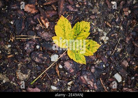 Foglie autunnali di acero norvegese (Acer platanoides), Baviera, Germania Foto Stock