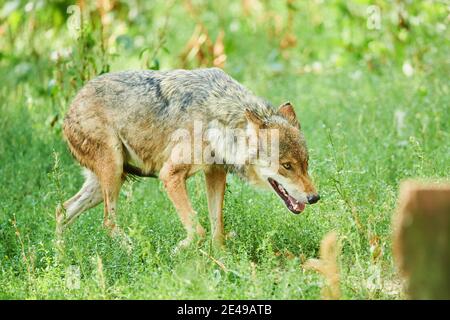 Il lupo europeo (Canis lupus lupus lupus) cammina attraverso un prato ai margini della foresta, in cattività, Baviera, Germania Foto Stock