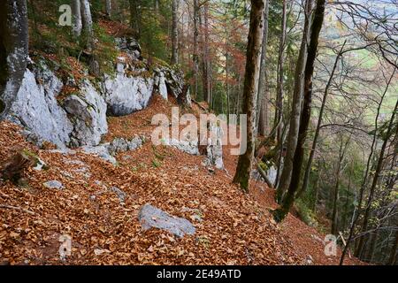 Colori e foglie d'autunno sul sentiero escursionistico per il monte Kleiner Göll, la regione del Salzburger, il parco nazionale Berchtesgaden, Salisburgo, Austria Foto Stock