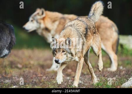 Timberwolf, Canis lupus lycaon, bordo della foresta, corsa, frontale, fotocamera dello sguardo, Foto Stock