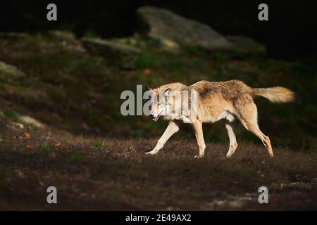 Timberwolf, Canis lupus lycaon, bordo della foresta, stand, laterale, fotocamera, Foto Stock