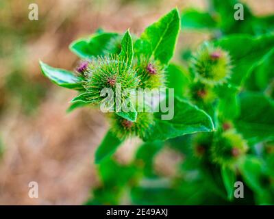Un'occhiata più da vicino al fiore di thistle piombato giovane (Acanthoide di Carduus) - campo visivo poco profondo e messa a fuoco selettiva Foto Stock