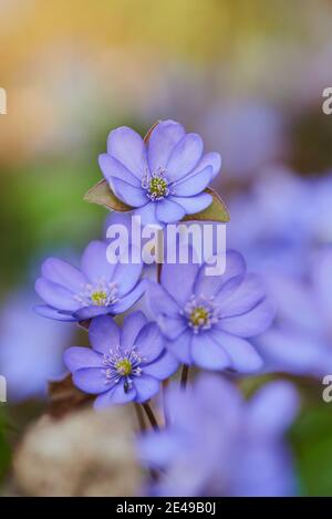 Comune Hepatica (Anemone hepatica), fioritura, Baviera, Germania Foto Stock