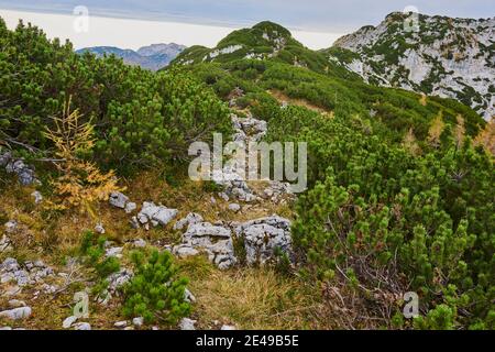 Pini di montagna o pini di montagna (Pinus mugo) e larici autunnali (Larix lyallii) sulla cresta sommitale del Kleiner Göll, Berg, Salisburgo, Austria Foto Stock