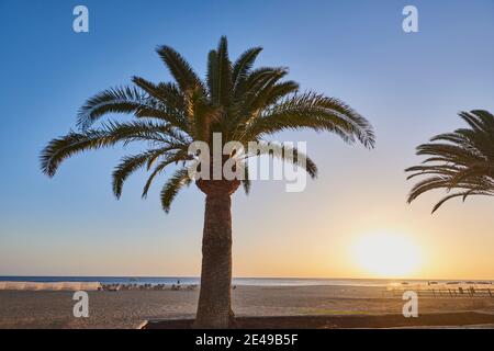 Canary Island Date Palm (Phoenix canariensis) in arido paesaggio montano, Fuerteventura, Isole Canarie, Spagna Foto Stock