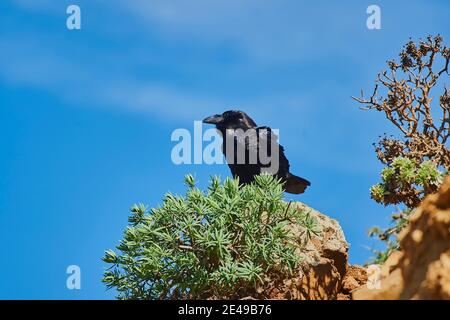 Sottospecie del corvo comune che si verifica nelle isole Canarie (Corvus corax tingitanus), uccello adulto si trova su una roccia, Fuerteventura, Isole Canarie, Spagna, Europa Foto Stock