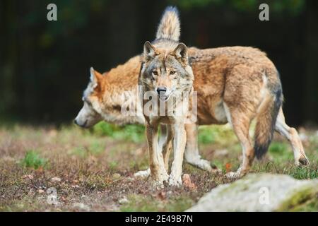 Timberwolf, Canis lupus lycaon, bordo della foresta, corsa, frontale, fotocamera dello sguardo, Foto Stock