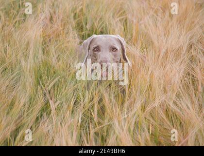 Oban, il Weimaraner Foto Stock