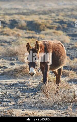 Asino africano (Equus africanus asinus) in paesaggio arido, Playa de Cofete, Fuerteventura, Isole Canarie, Spagna Foto Stock