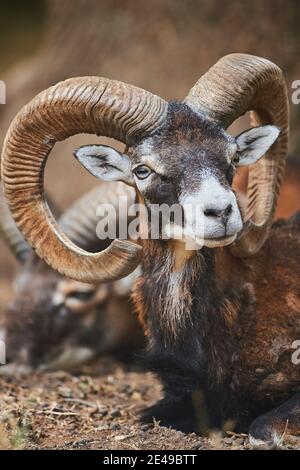 Mouflon europeo, Ovis orientalis musimon, ritratto, guardando la macchina fotografica, Baviera, Germania, Europa Foto Stock