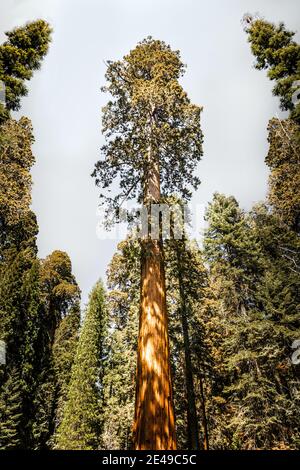 Sequoia gigante albero nel Kings Canyon National Park, California Foto Stock