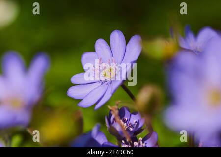 Comune Hepatica (Anemone hepatica), fioritura, Baviera, Germania Foto Stock