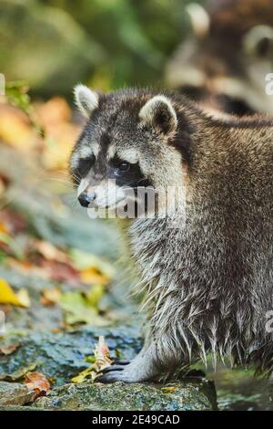 Raccoon, Procyon lotor, ritratto, laterale, in piedi, Baviera, Germania, Europa Foto Stock