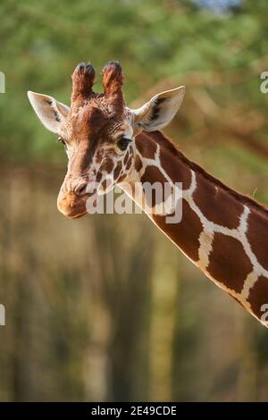 Giraffa reticulata (Giraffa camelopardalis reticulata), ritratto, laterale, prigioniero, evento Somalia Foto Stock