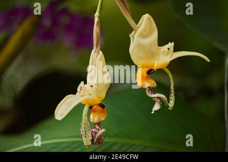 Orchidea fiorisce, Stanhopea wardii, fioritura, fioritura, Germania Foto Stock