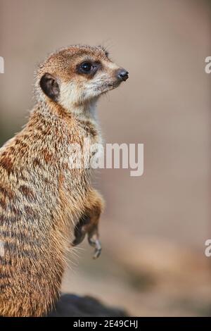 Meerkat (Suricata suricatta), ritratto, laterale, Germania Foto Stock