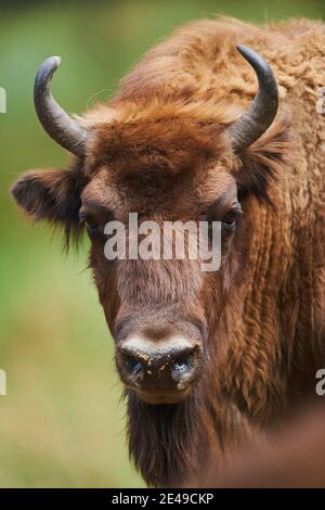 Wisent (Bison bonasus), frontale, ritratto, Baviera, Germania, Europa Foto Stock