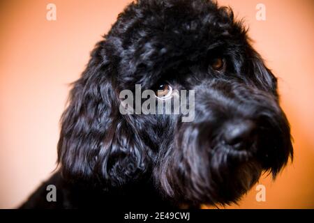 Cockerpoo nero Foto Stock