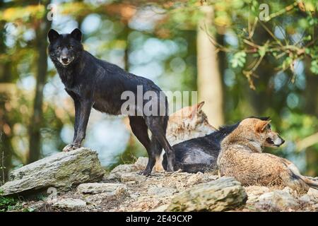 Timberwolf, Canis lupus lycaon, bordo della foresta, stand, laterale, fotocamera, Foto Stock