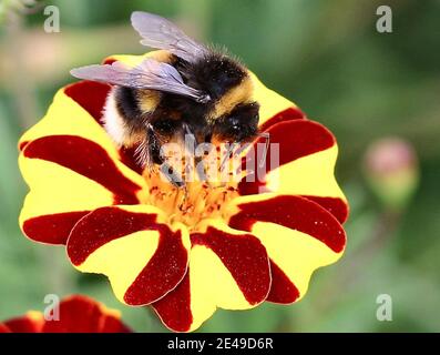 Bumblebee su fiore rosso e giallo Foto Stock