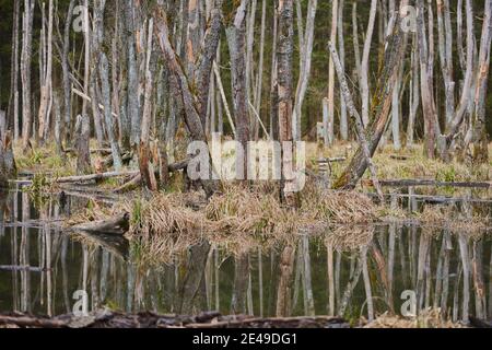 Erlenbruchwald (Alnus glutinosa) Palatinato superiore, Baviera, Germania Foto Stock