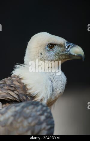 Ritratto di un avvoltoio griffon (Gyps fulvus), lateralmente, guardando, curioso, Baviera, Germania Foto Stock