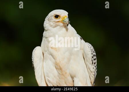 Ritratto di SAKER Falcon (Falco cherrug), seitich, Looking, Baviera, Germania Foto Stock