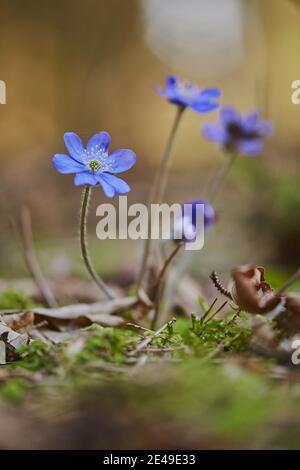 Comune Hepatica (Anemone hepatica), fioritura, Baviera, Germania Foto Stock