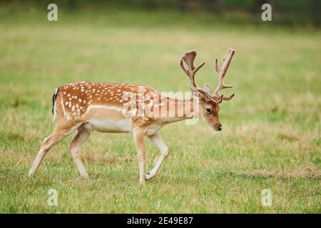 Daino (Dama dama), maschio che corre nel prato, Baviera, Germania Foto Stock