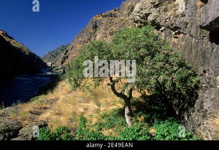 Hackberry lungo Stud Creek Trail, Snake Wild & Scenic River, Hells Canyon National Recreation Area, Oregon Foto Stock