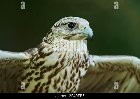 Ritratto di SAKER Falcon (Falco Cherrug) con le ali rialzate, Baviera, Germania Foto Stock