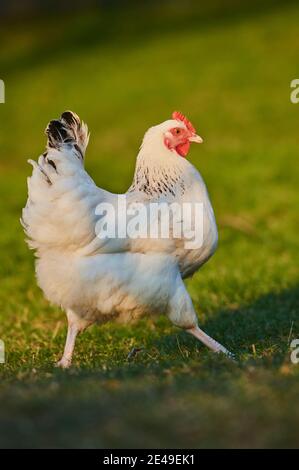 Pollo (gallus gallus domesticus), gallina in un prato, Baviera, Germania Foto Stock