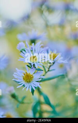 Montagna di montagna (Aster amellus), fiori al mattino rugiada sul Danubio, Baviera, Germania Foto Stock