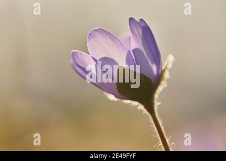 Comune Hepatica (Anemone hepatica), fioritura, Baviera, Germania Foto Stock