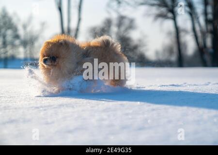 Colpo di closeup di un cane Pomeranian carino che corre in un parco innevato Foto Stock