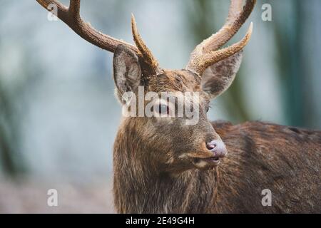 Cervi Sika, Cervus nippon, ritratto, laterale, Baviera, Germania, Europa Foto Stock