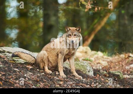 Timberwolf, Canis lupus lycaon, bordo della foresta, sedersi, lateralmente, fotocamera, Foto Stock