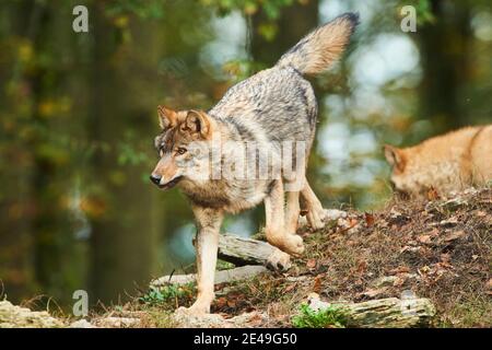 Timberwolf, Canis lupus lycaon, bordo della foresta, correre, lateralmente, fotocamera, Foto Stock