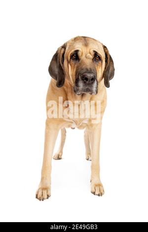 Il cane Broholmer, chiamato anche il Mastiff Danese, davanti ad uno sfondo bianco Foto Stock
