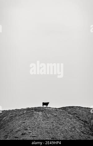 La mucca solitaria isolata contro il cielo si trova su una collina ad est Utah Foto Stock