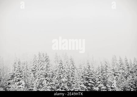 Tempesta di neve alberi di pino coperti retrocede in nebbia, Saddleback, Maine Foto Stock