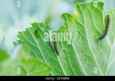 I bruchi delle larve della farfalla del cavolo mangiano le foglie del cavolo bianco. Parassiti in complotti di giardino. Messa a fuoco selettiva. Primo piano. Foto Stock