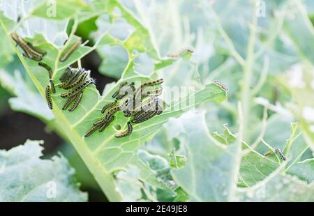 I bruchi delle larve della farfalla del cavolo mangiano le foglie del cavolo bianco. Parassiti in complotti di giardino. Messa a fuoco selettiva. Primo piano. Foto Stock